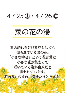 2604菜の花